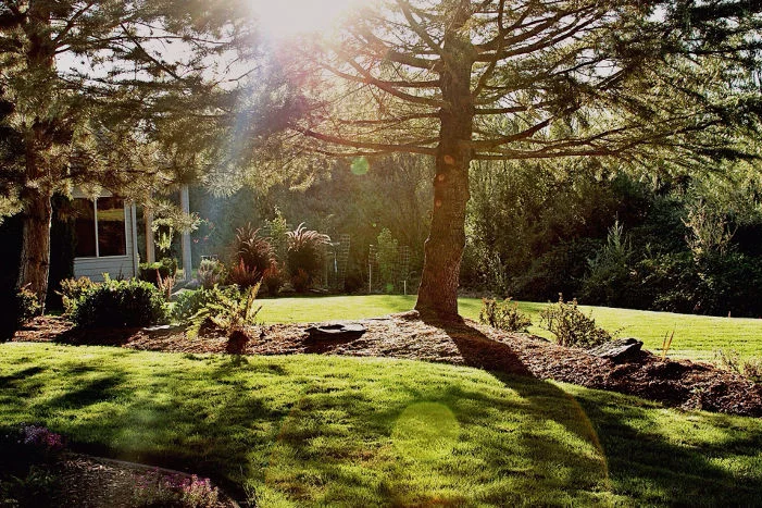 Sonniger Garten mit Bäumen und Rasen
